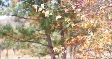 秋天长满山丁子的枝头